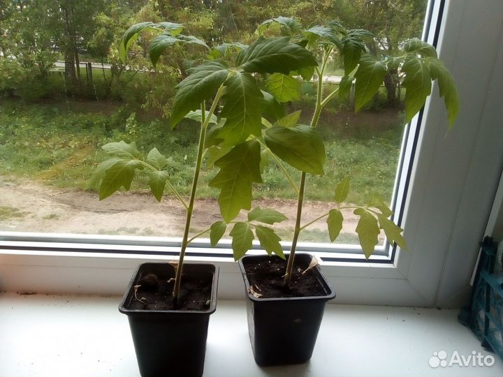 Рассада помидор