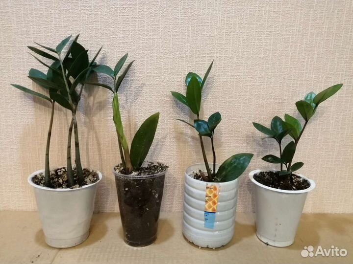 Замиокулькас