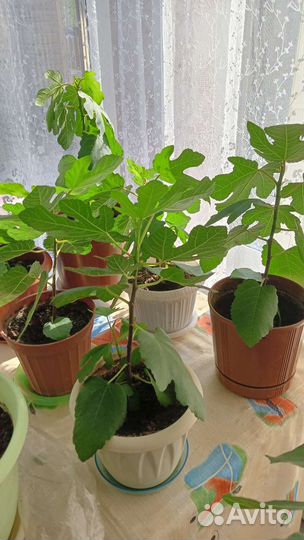 Саженцы комнатного инжира