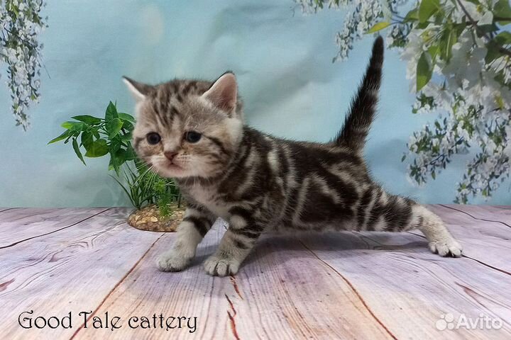 Прямоухие шотландские малыши