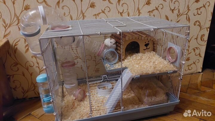 Джунгарский хомяк с клеткой бесплатно