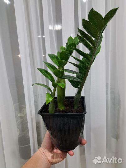 Замиокулькас