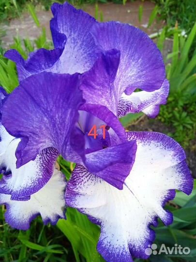 Ирисы бородатые сортовые