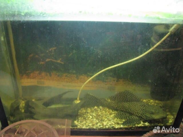 Сом птеригоплихт парчовый