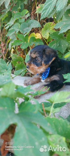 Йоркширский Терьерище