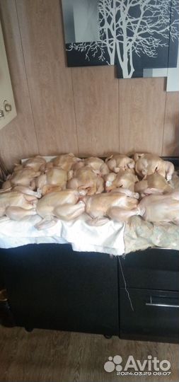 Мясо домашнего бройлера