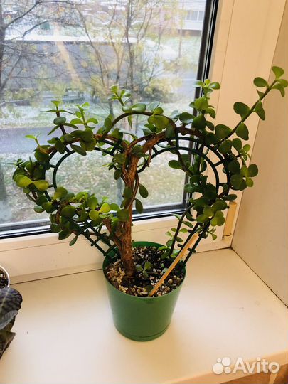 Портулакария