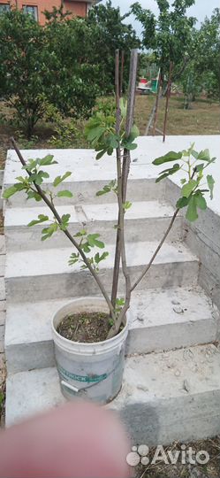 Саженцы инжира шуйский