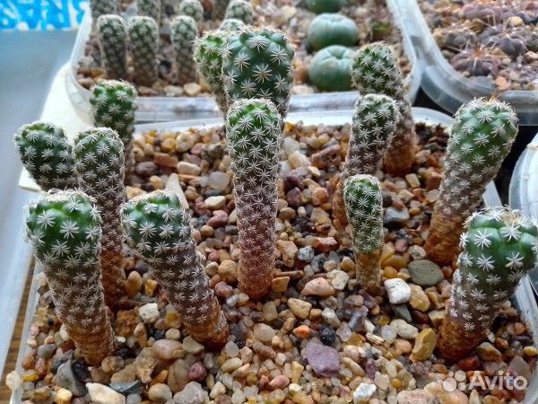 Кактусы на продажу, Turbinicarpus pseudomacrochele