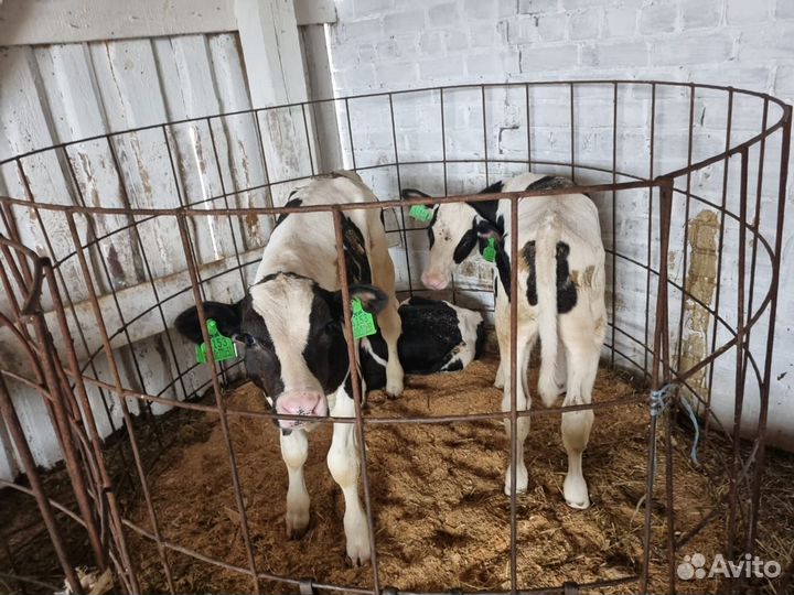 Бычки и быки