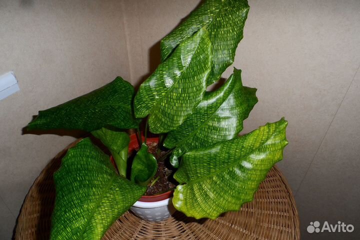 Калатея Нетворк (мозаичная)