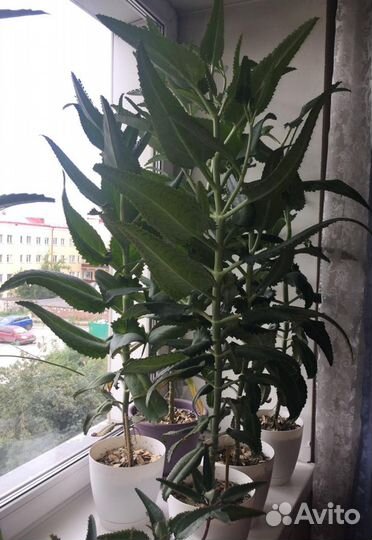 Каланхоэ лечебное