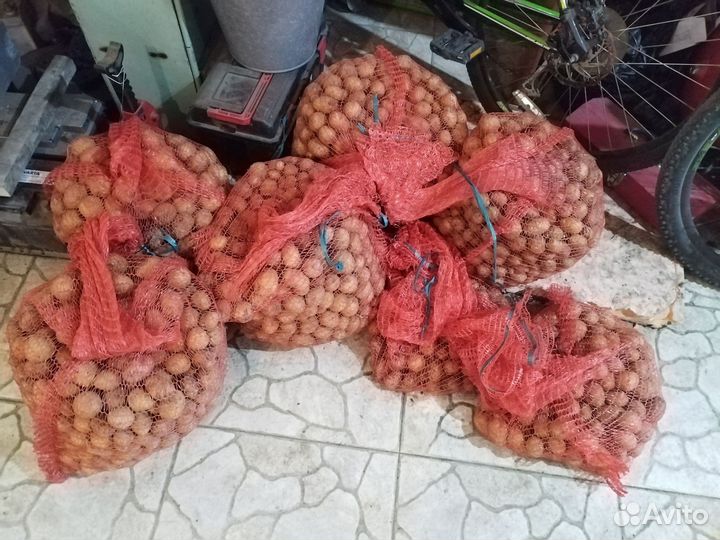 Картофель для скота