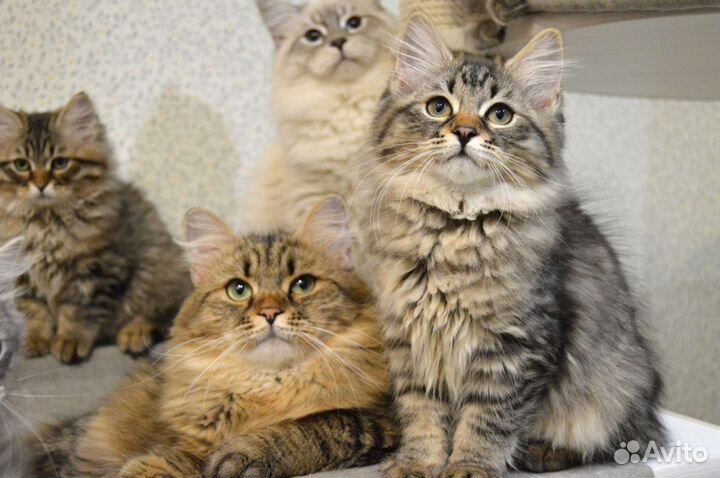 Сибирские малыши