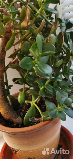 Цветок Денежное дерево (Крассула, Толстянка)