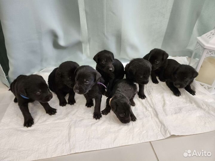Щенки лабрадора