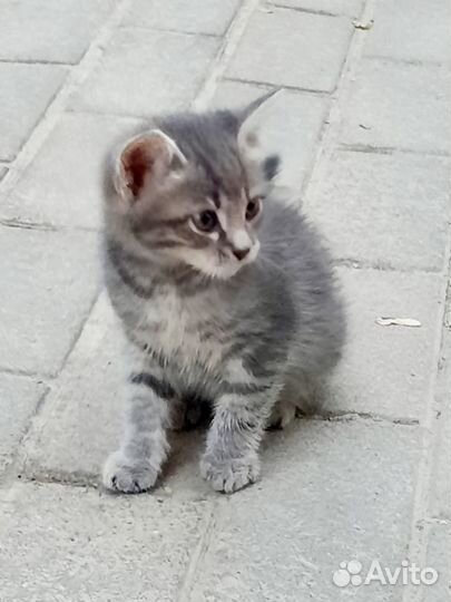 Котята в дар