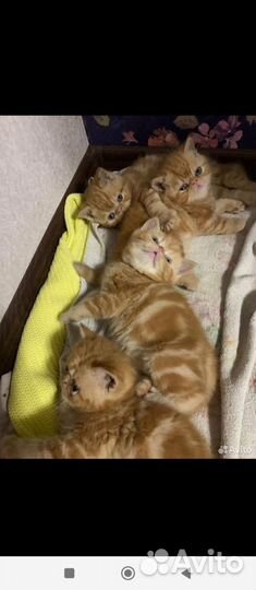 Экзоты котята