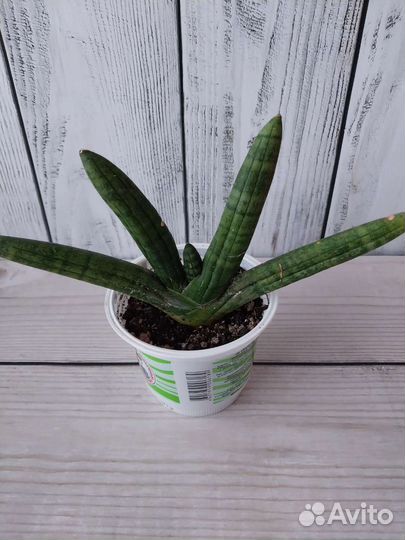 Сансевиерия сортовая