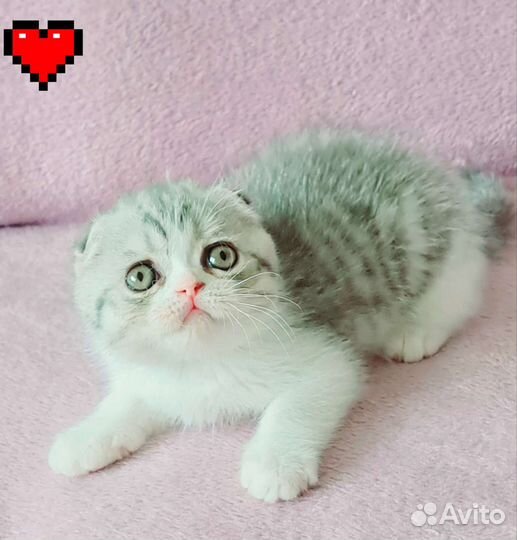 Скотииш фолд