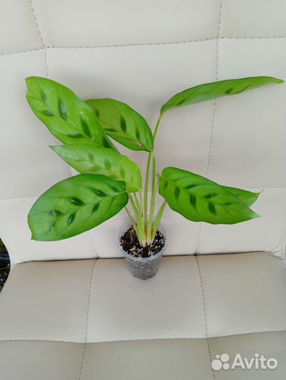 Антуриум Кавалли, Сильвер Блаш (комнатные цветы)