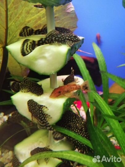 Сомики анцитрусы