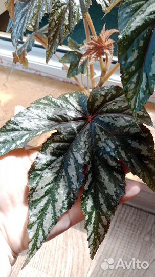 Комнатный цветок бегония Грифон