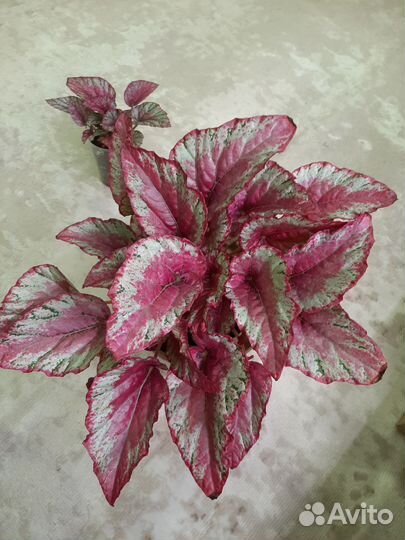 Бегония Maui Sunset