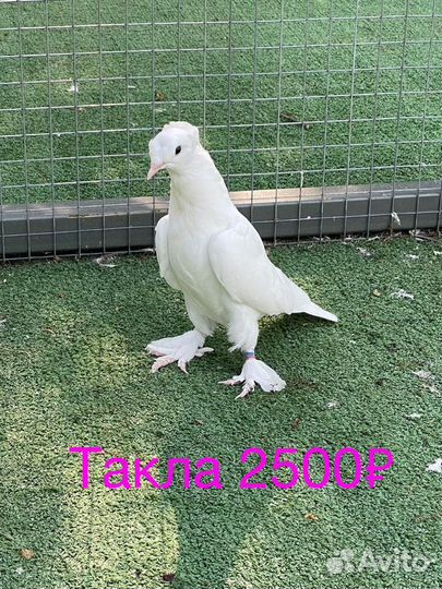 Голуби Бойные