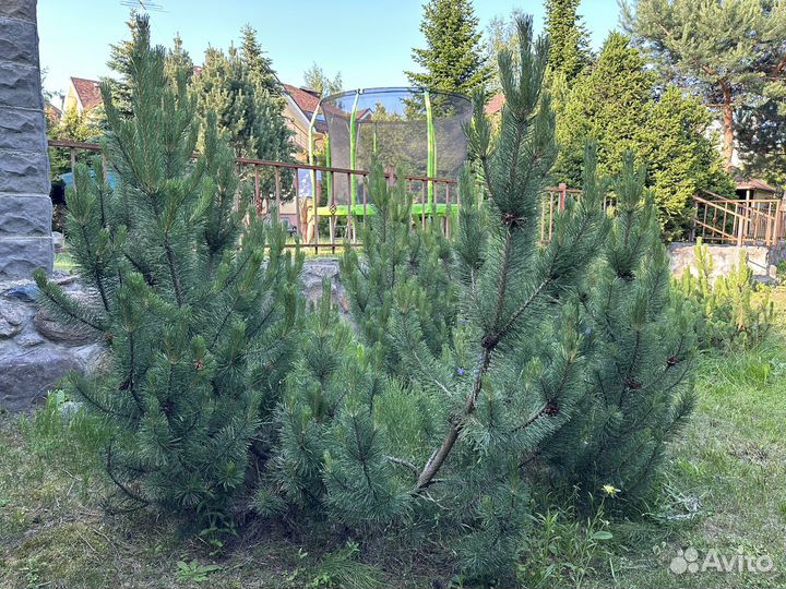 Сосна горная