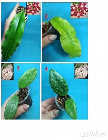 Хойи C-D-E-J-H-I-K-S-V-W Хойя