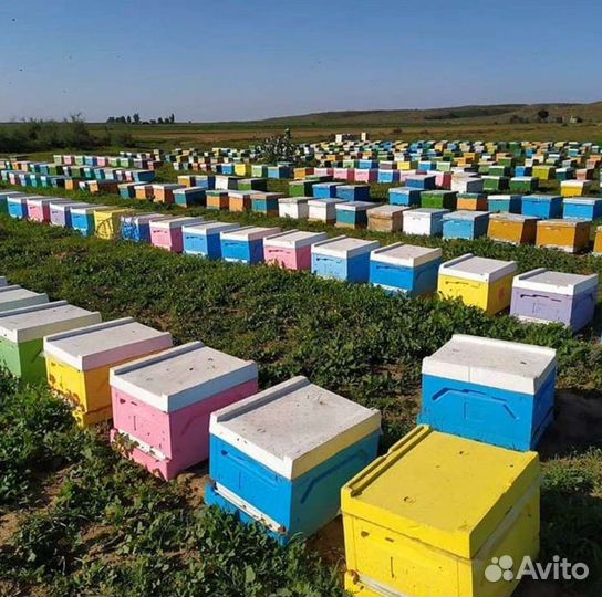 Мёд вкусный, прополис