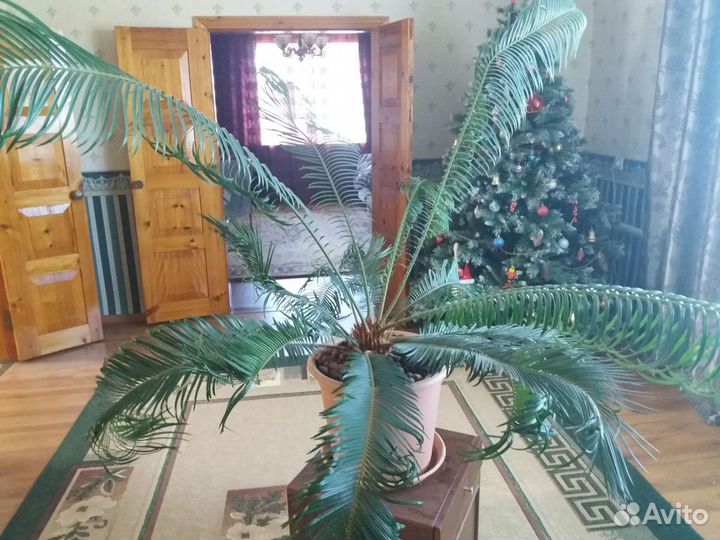 Пальма Цикас 13 лет