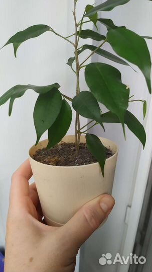 Фикус бенджамина