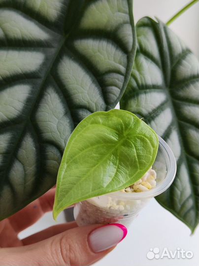 Алоказия Серебряный дракон