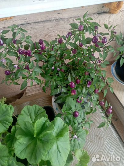 Комнатные растения, перец домашний