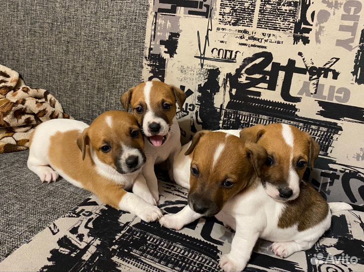 Щенки Джек рассел терьер