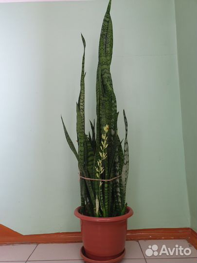 Сансевиерия