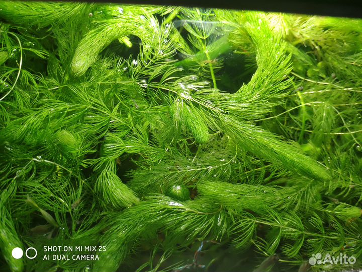 Роголистник