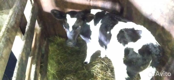 Телочка 1 мес