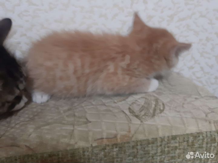 Котёнок мальчик