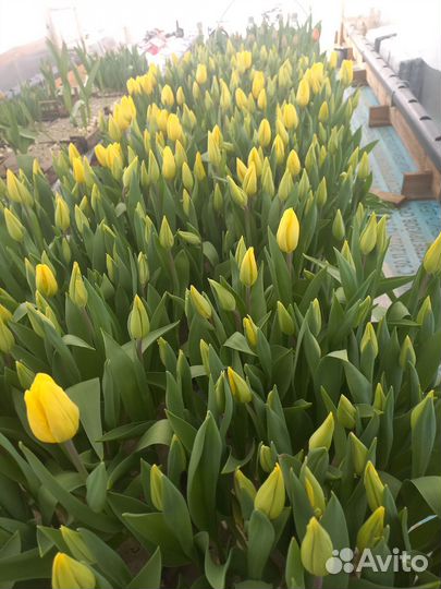 Тюльпаны оптом свежая срезка. Из теплицы