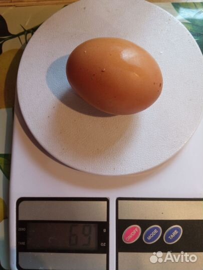 Домашние куриные яйца