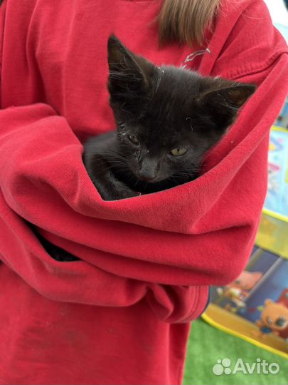 Котята