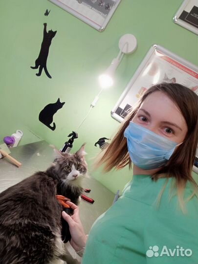 Услуги для животных