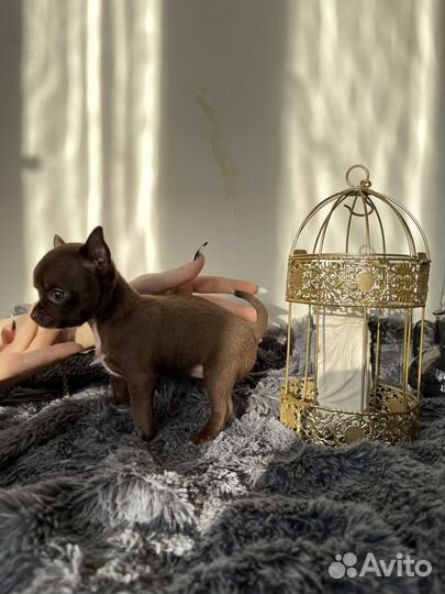 Щенки чихуахуа девочки mini