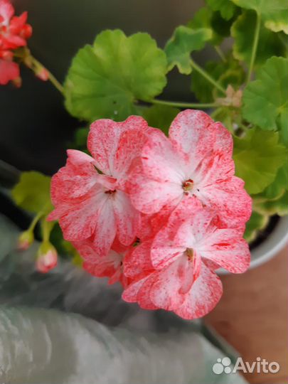 Пеларгония герань коллекция, коланхое