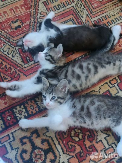 Котята в добрые руки