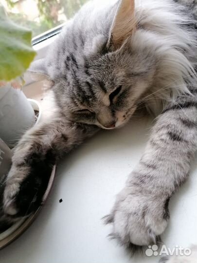 Отдается в добрые руки кошка