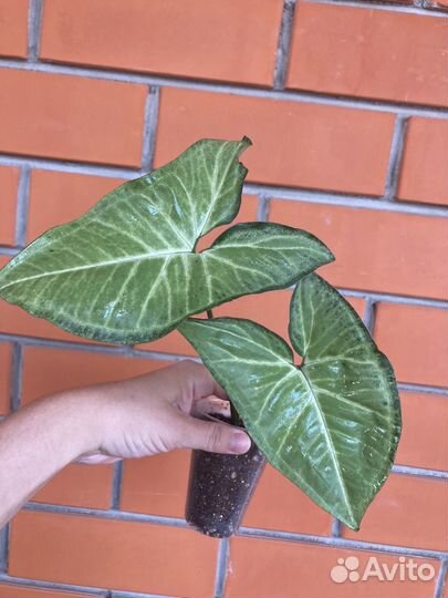 Сингониум Баттерфляй